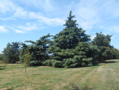 photo parc joly
